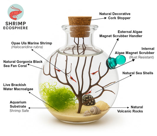Shrimp Ecosphere - Opae Ula Ecosystem