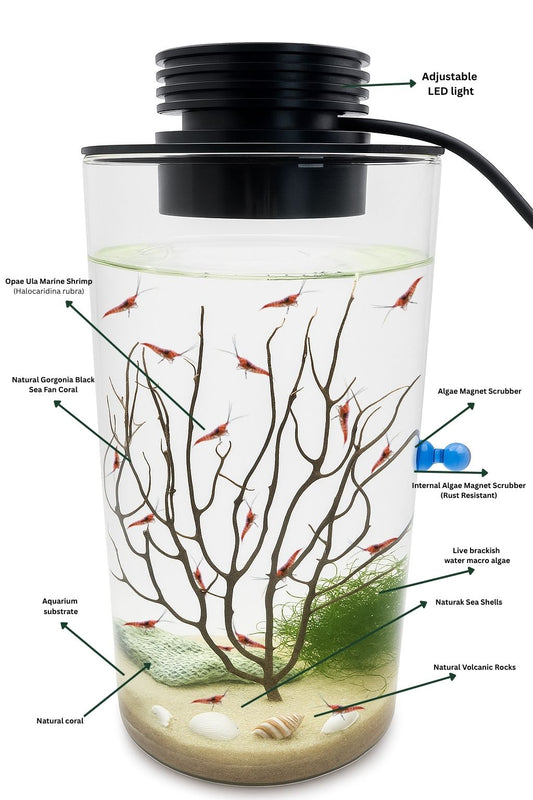 Self Sustaining Ecosystem With 20 Opae Ula And LED Light