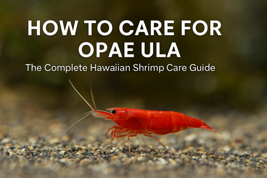 How to care for Opae Ula guide