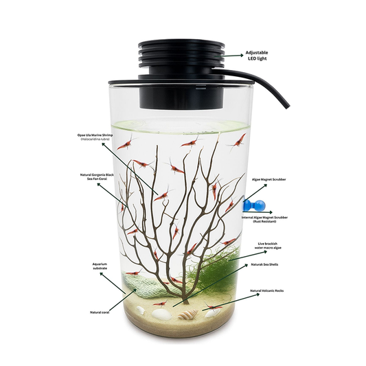 Self Sustaining Ecosystem With 20 Opae Ula And LED Light