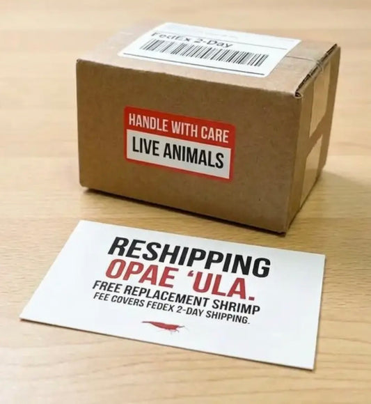 Reshipping Opae ʻUla (5 or 20 Shrimp)