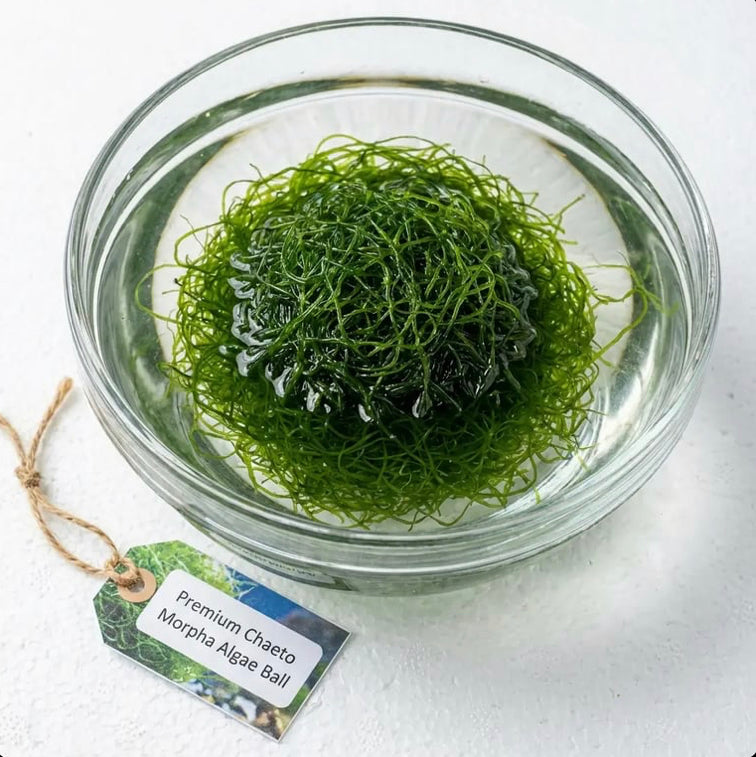 Extra Chaetomorpha Macro Algae (≈ 2″ Diameter)