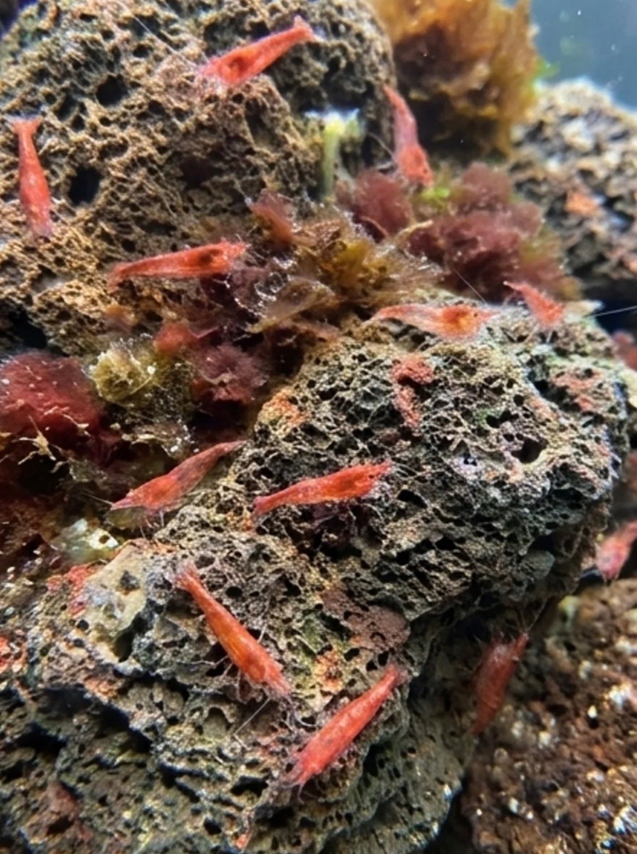 5 Live Opae Ula Shrimp for Sale | Hawaiian Red Shrimp