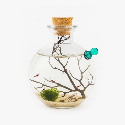 Shrimp Ecosphere - Opae Ula Ecosystem