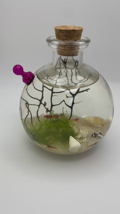 Shrimp Ecosphere - Opae Ula Ecosystem