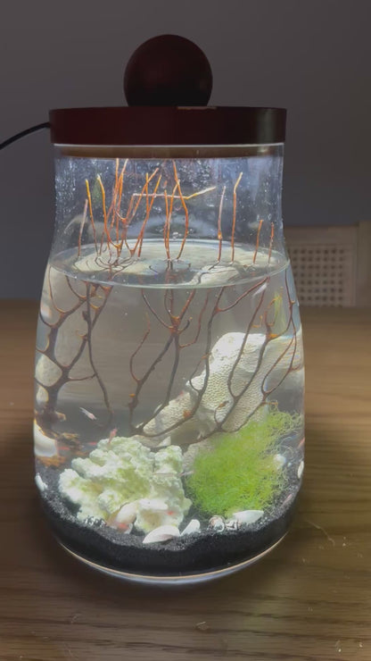 Black Sea Fan Shrimp Ecosystem with LED Light  (30 Opae ʻUla)